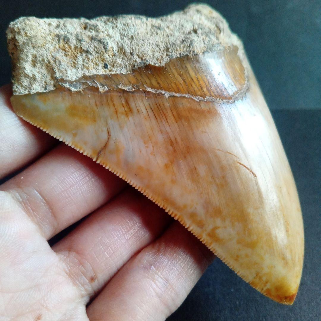 サメの歯化石　インドネシア産　メガロドン　上顎の幅広歯