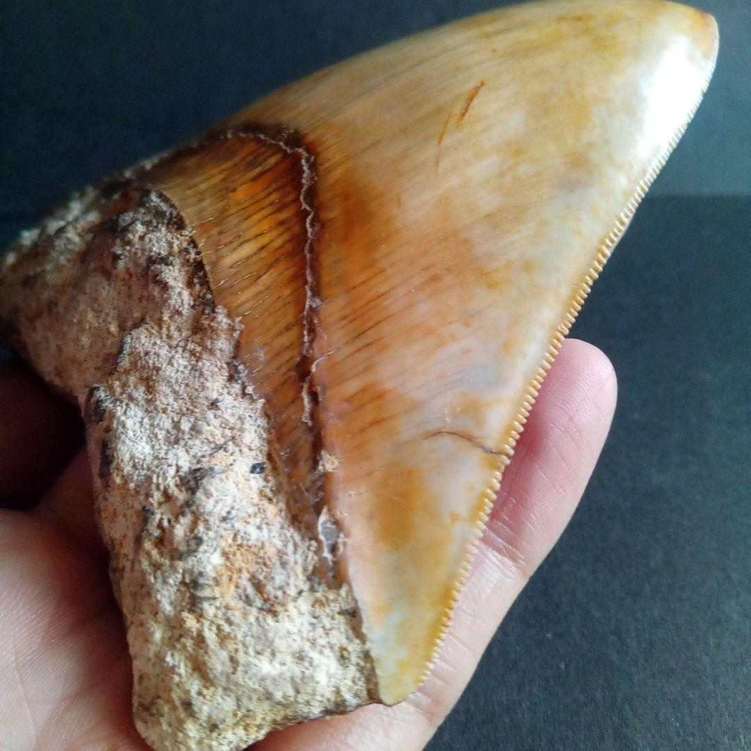 サメの歯化石　インドネシア産　メガロドン　上顎の幅広歯