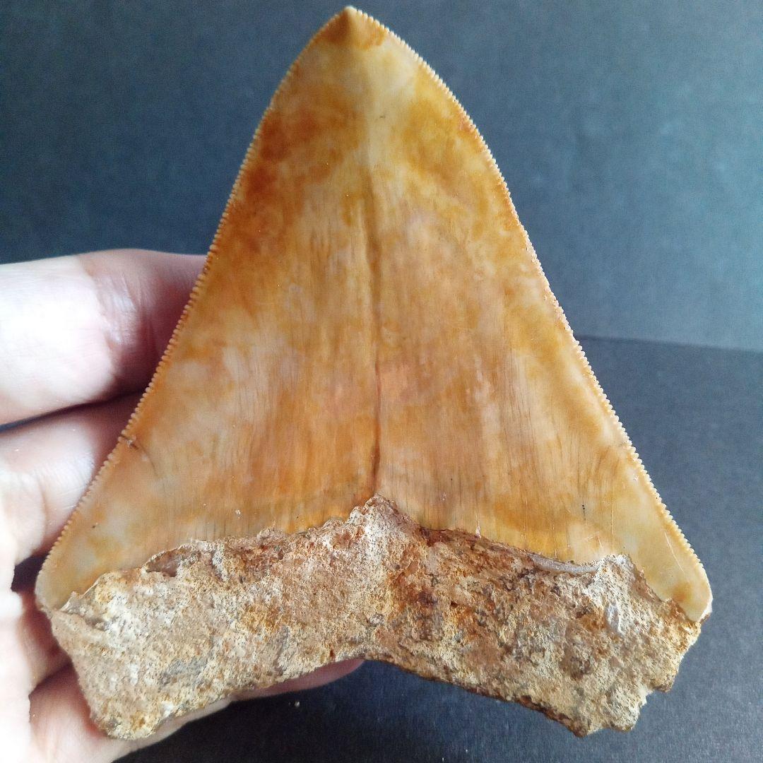 サメの歯化石　インドネシア産　メガロドン　上顎の幅広歯