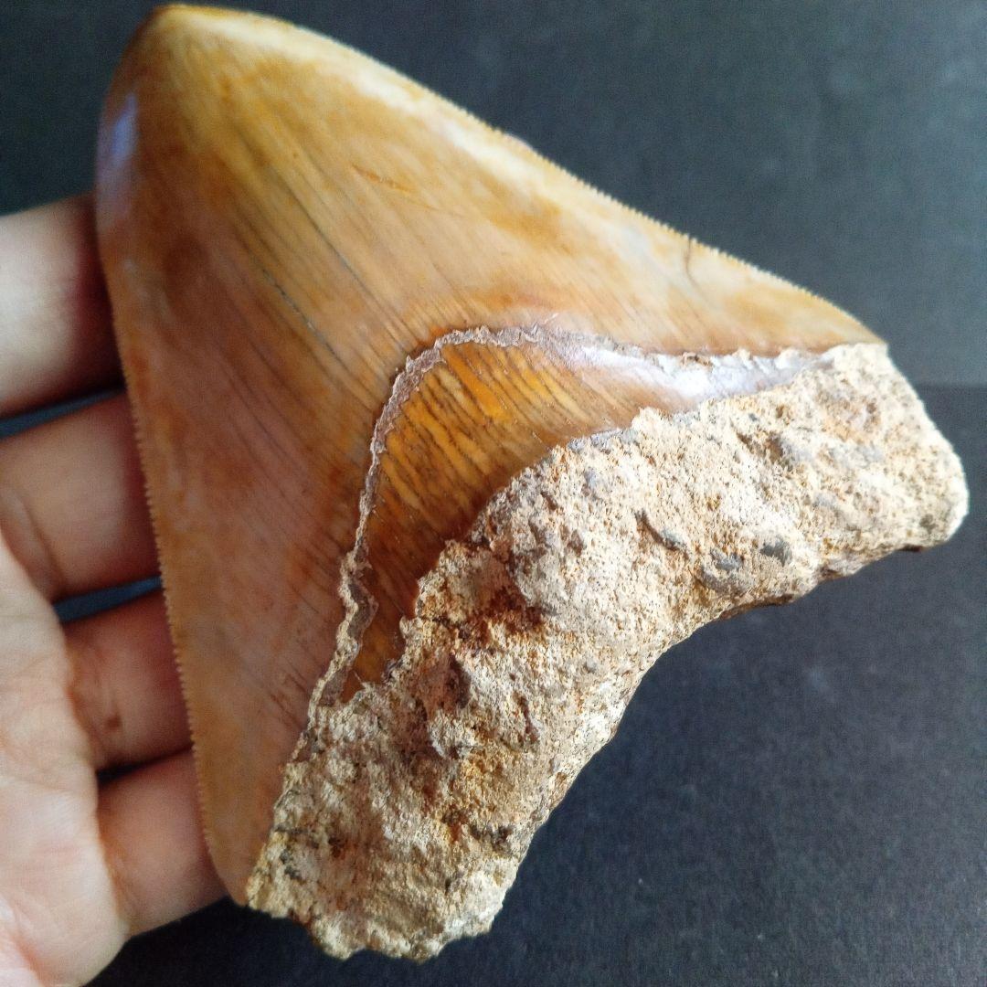 サメの歯化石　インドネシア産　メガロドン　上顎の幅広歯