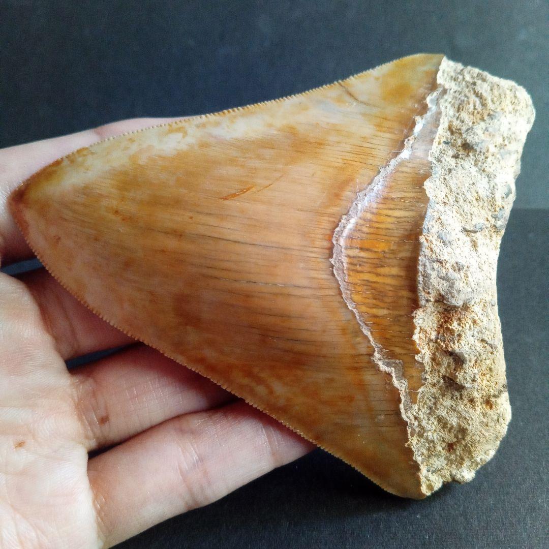 サメの歯化石　インドネシア産　メガロドン　上顎の幅広歯