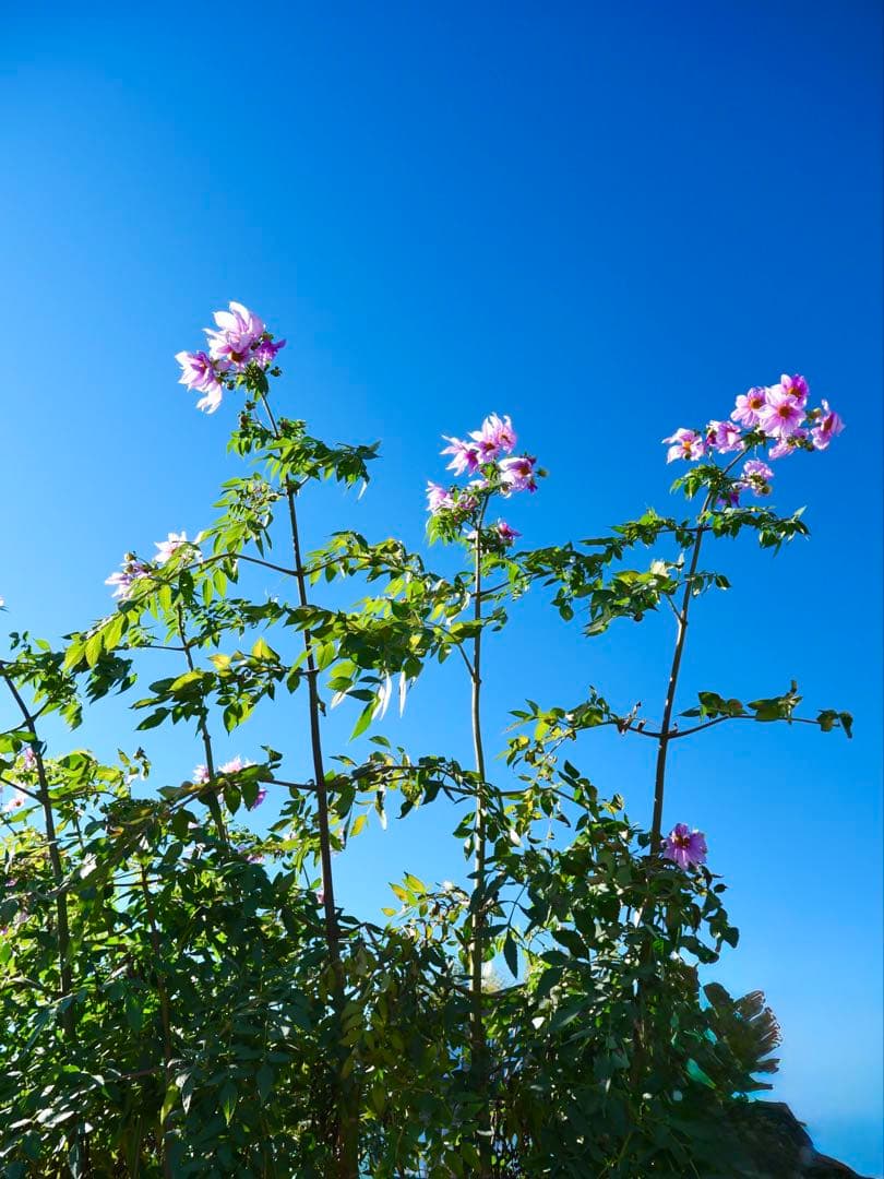 レンズ(ズーム) LEICA DG VARIO-ELMARIT 12-60mmF2.8-4.0