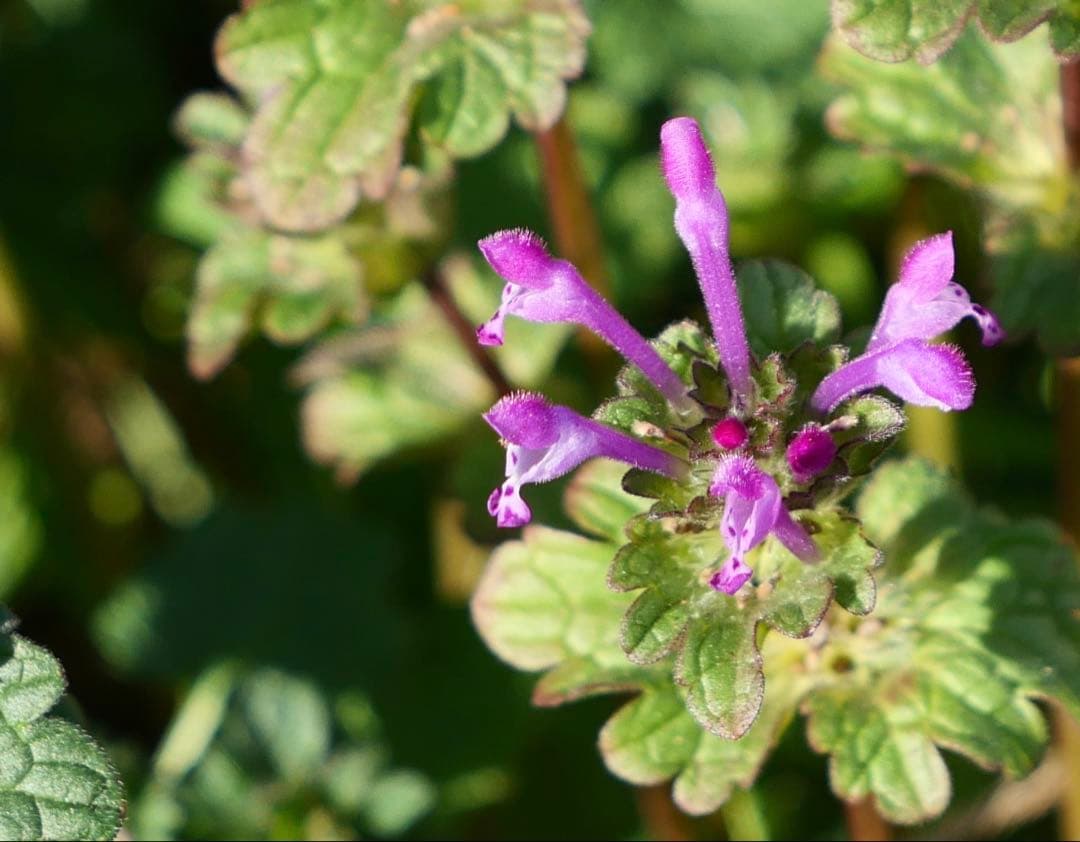 レンズ(ズーム) LEICA DG VARIO-ELMARIT 12-60mmF2.8-4.0