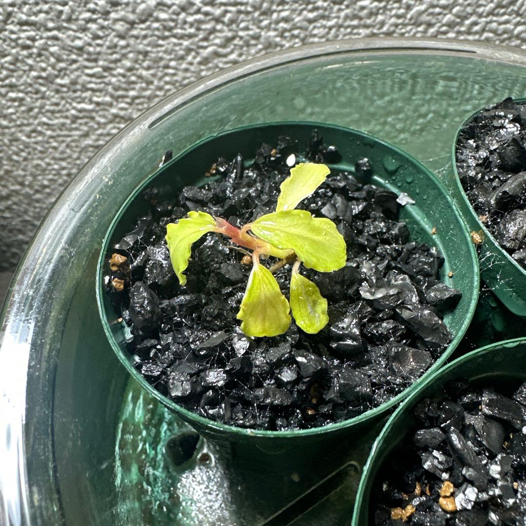 ブセファランドラsp バリエガーター福袋　専用