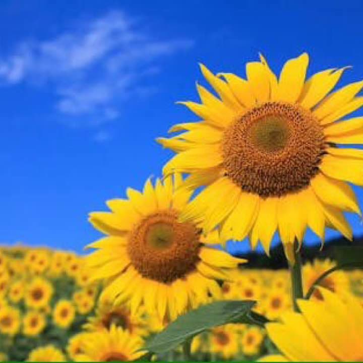 psvita 本体 ソフト