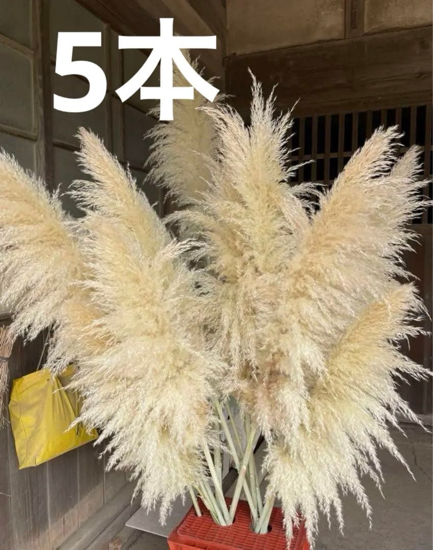 パンパスグラス　パンパス　特大パンパス　晩生パンパスグラス　晩生パンパス