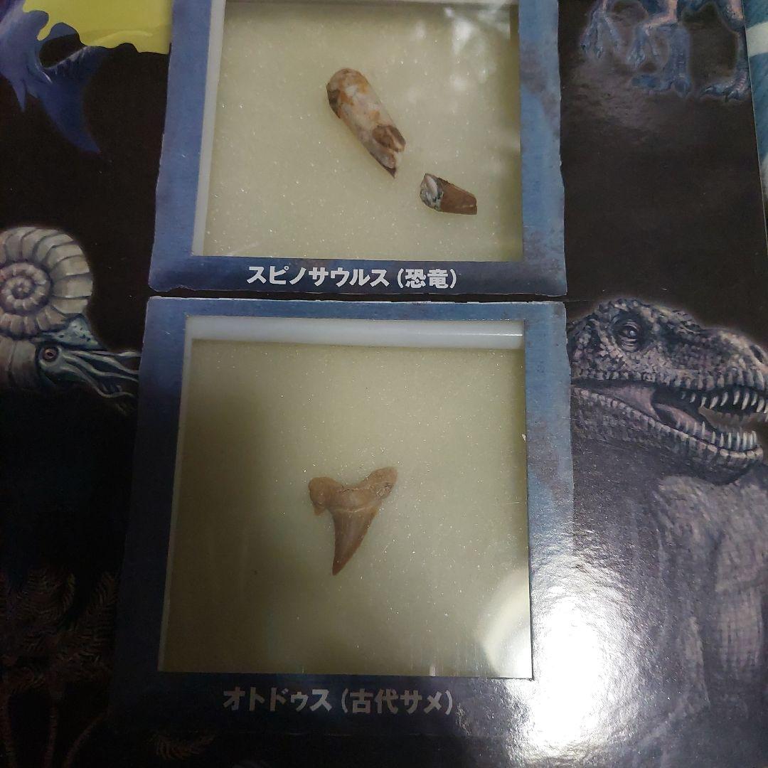 神秘の化石COLLECTION スピノサウルス＆オトドゥス
