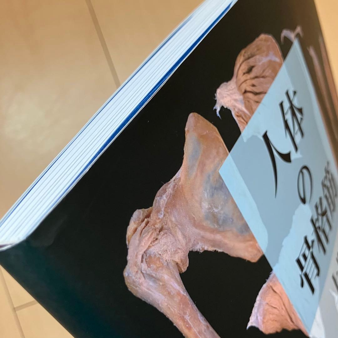 人体の骨格筋 上肢