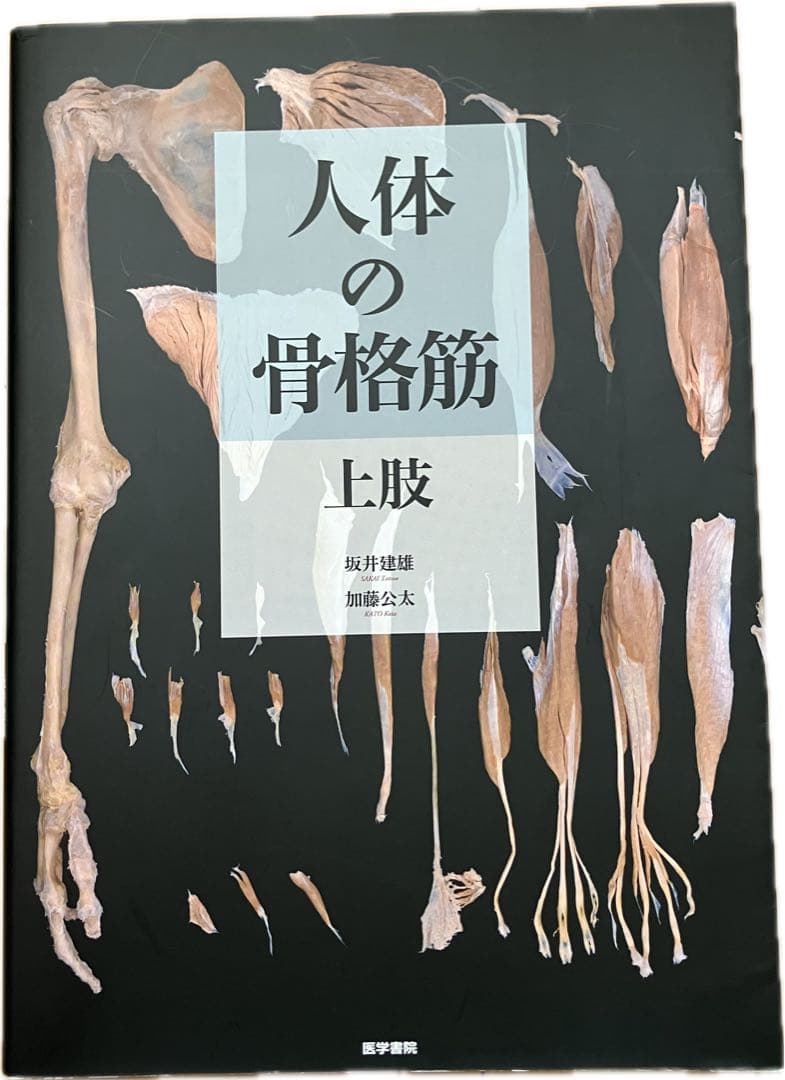 人体の骨格筋 上肢