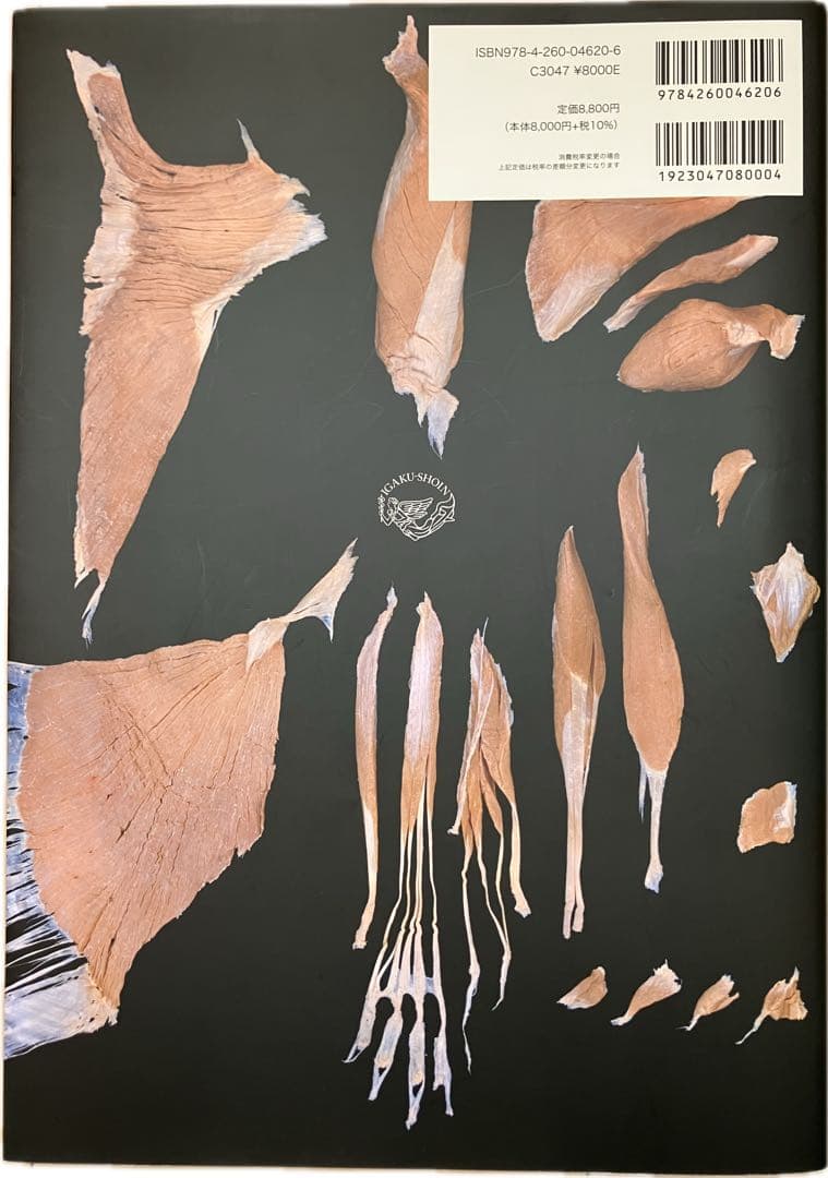 人体の骨格筋 上肢