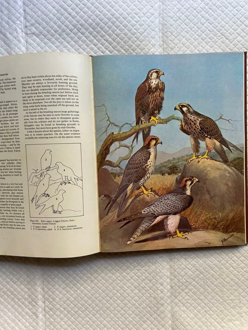 洋書 Eagles Hawks and Falcons of the World