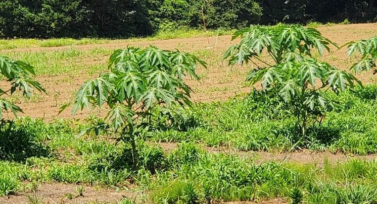 ぷぴ　茎２kg、実１kg　国産・高品質)乾燥パパイヤの茎（無農薬・有機肥料