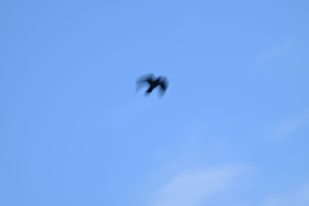 レンズ(単焦点) CONTAX CARL ZEISS Tele-Tessar 300mm F4