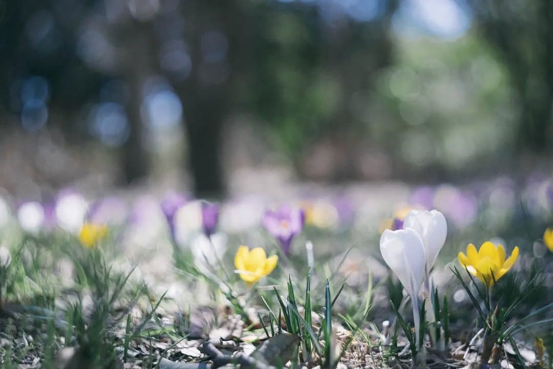 ヘリオス helios 44-2 58mm F2 ロシアレンズ M42マウント