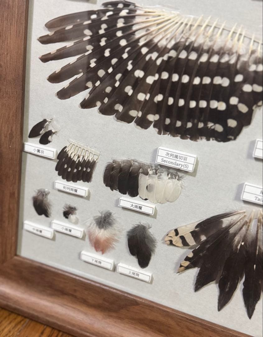 野鳥 鳥 羽根　アカゲラの羽標本
