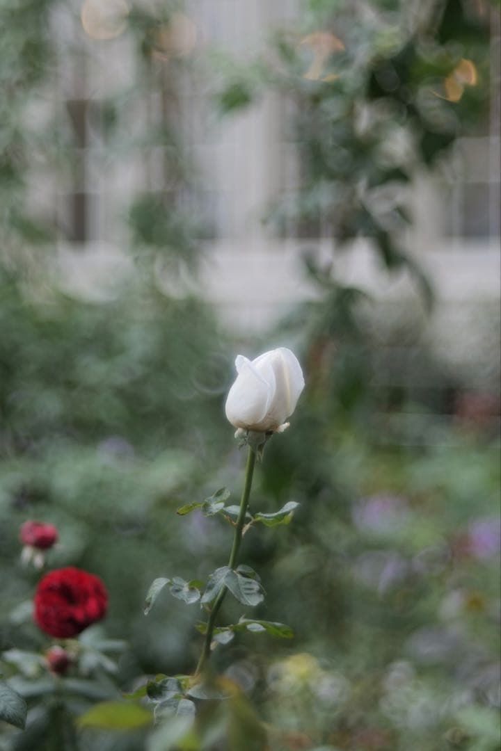 key　Meyer Trioplan N 100mm f2.8