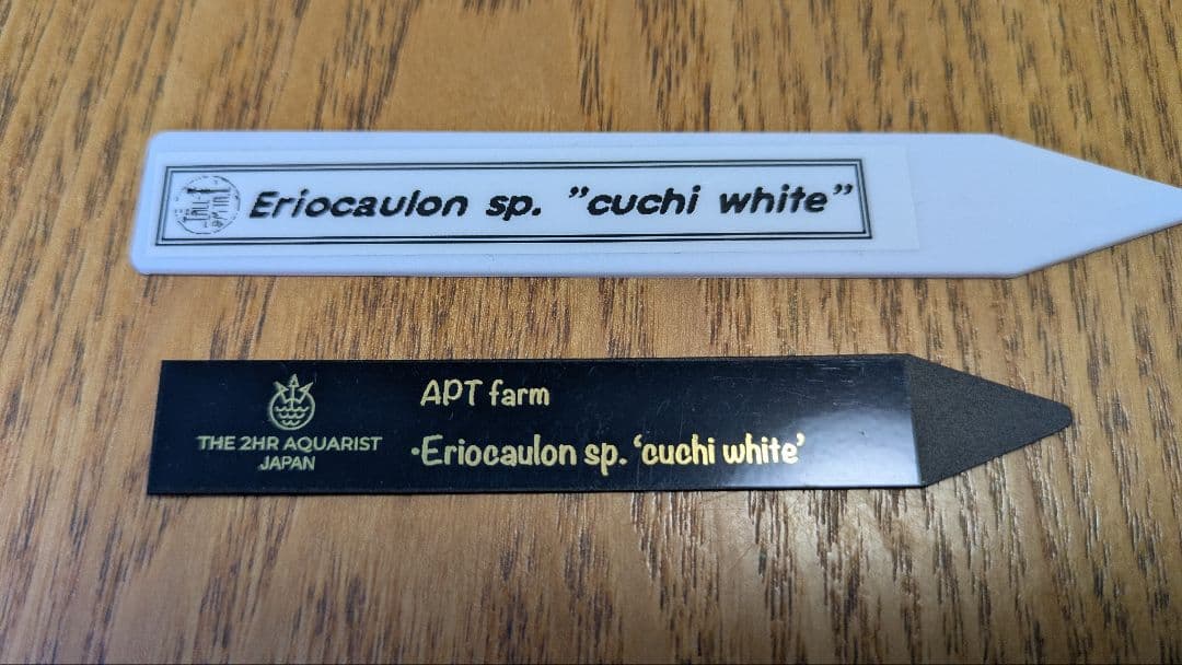 【超希少】 ホシクサ・クチホワイト 水中葉1株 　おまけ付き