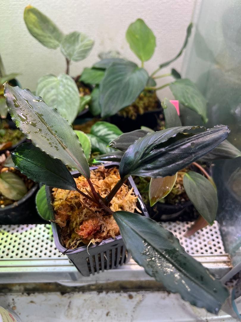 【AZ】ブセファランドラsp.deep purple