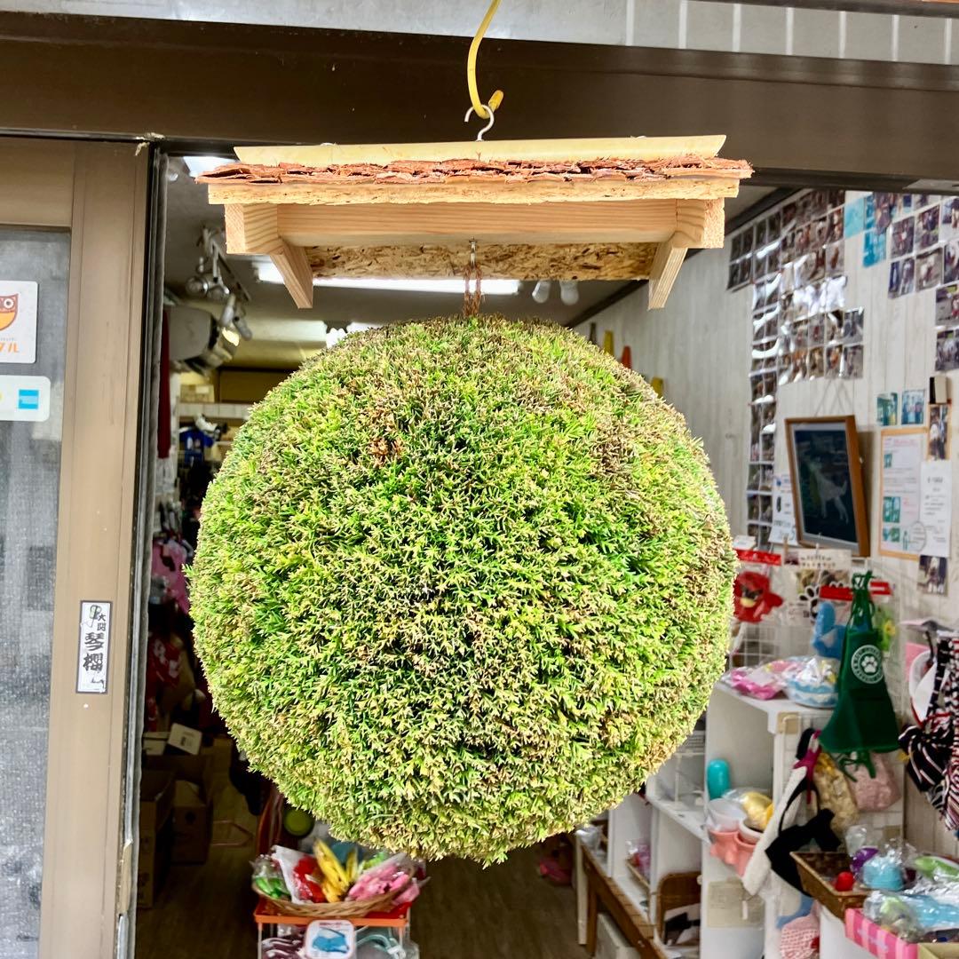 杉玉【屋根付き】②