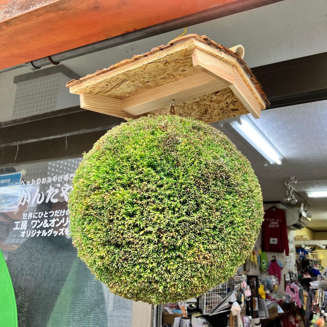 杉玉【屋根付き】②