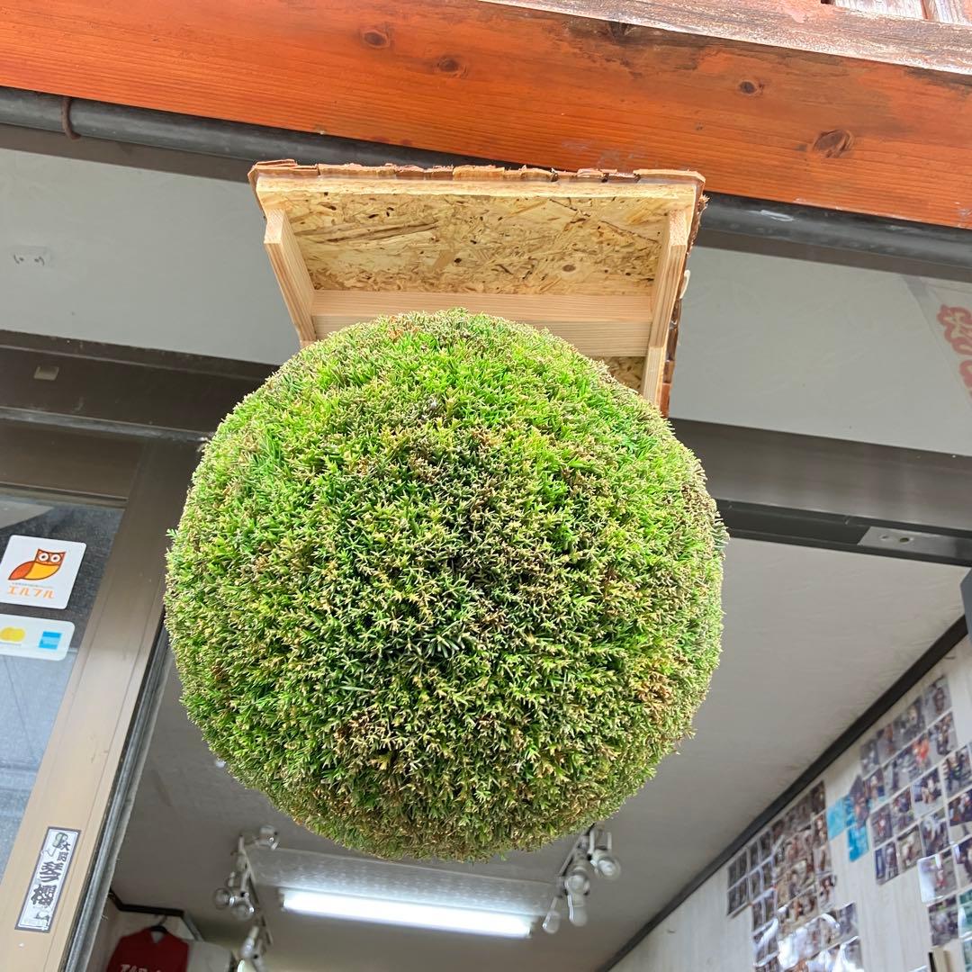 杉玉【屋根付き】②