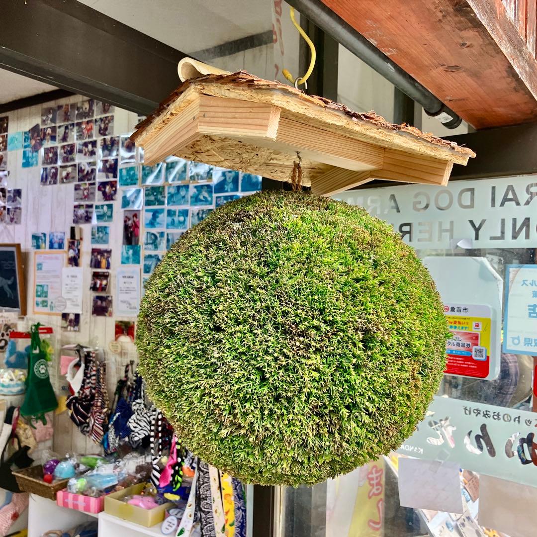 杉玉【屋根付き】②