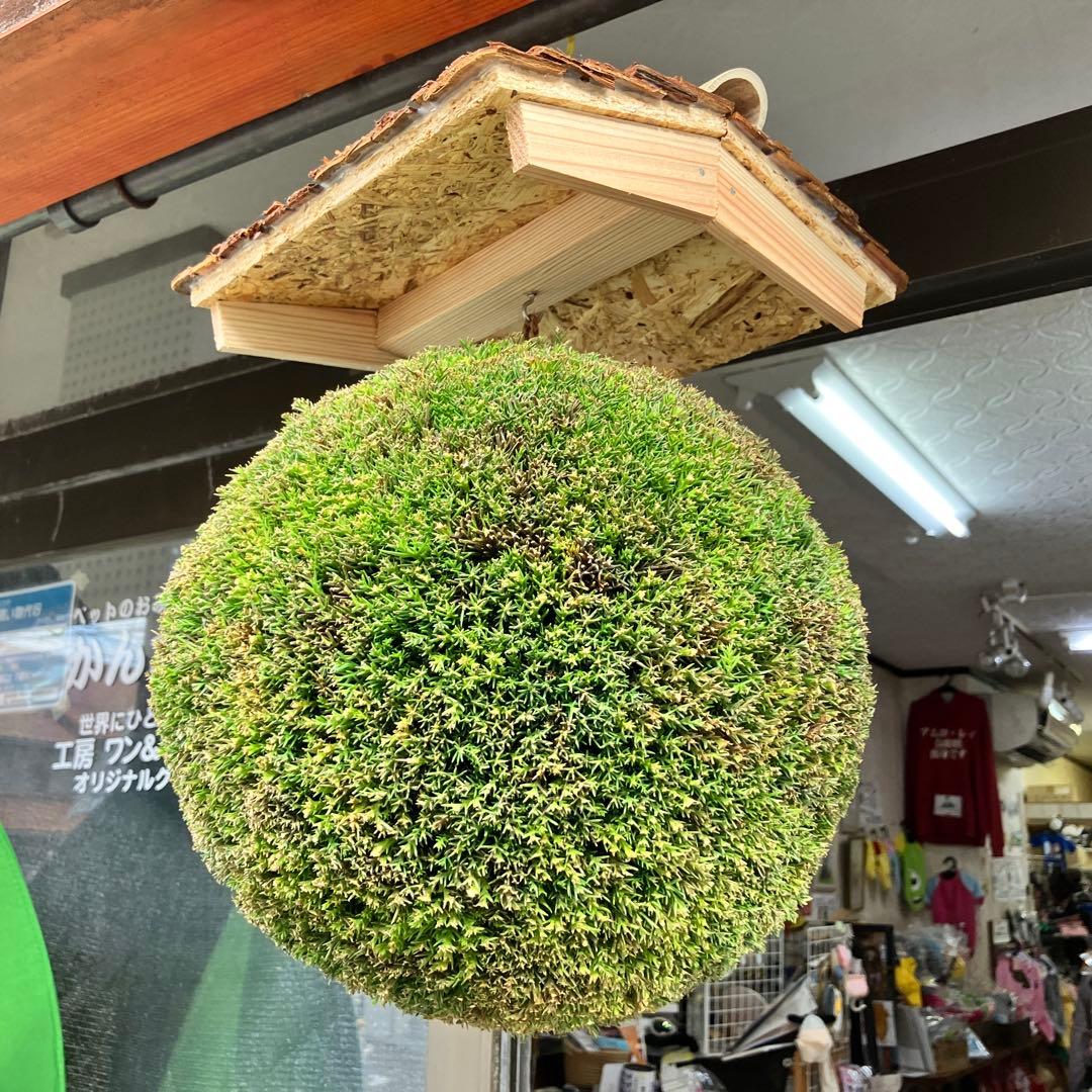 杉玉【屋根付き】②