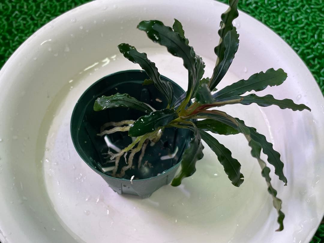 【TB便　2種セット】\"Balai Karangan\"& \"Posuk\"