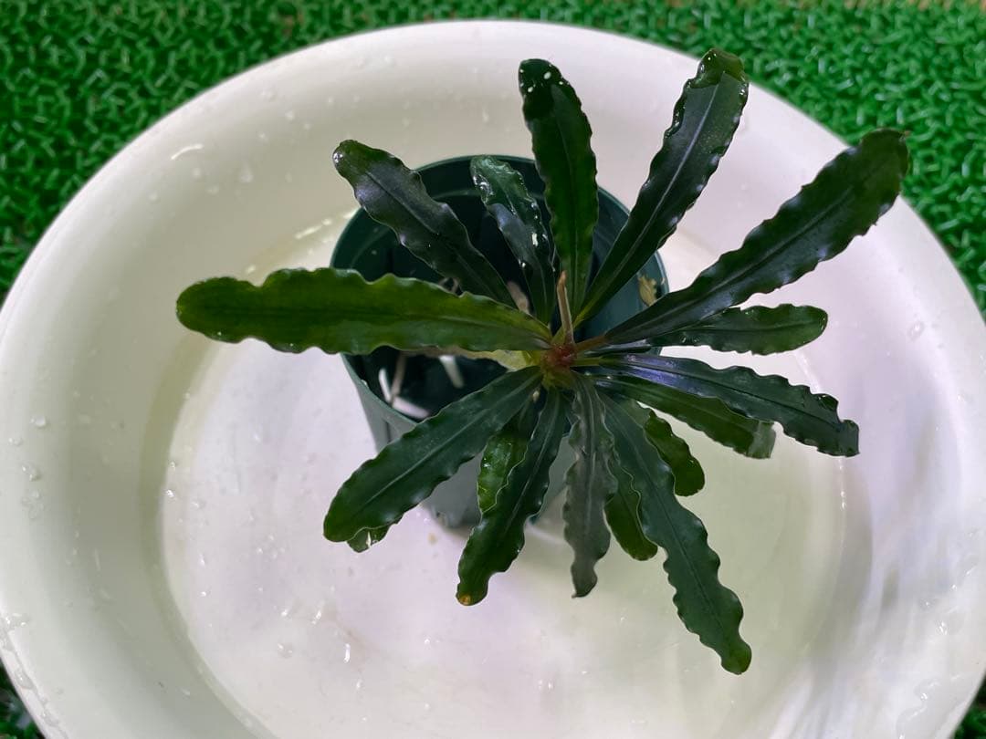 【TB便　2種セット】\"Balai Karangan\"& \"Posuk\"