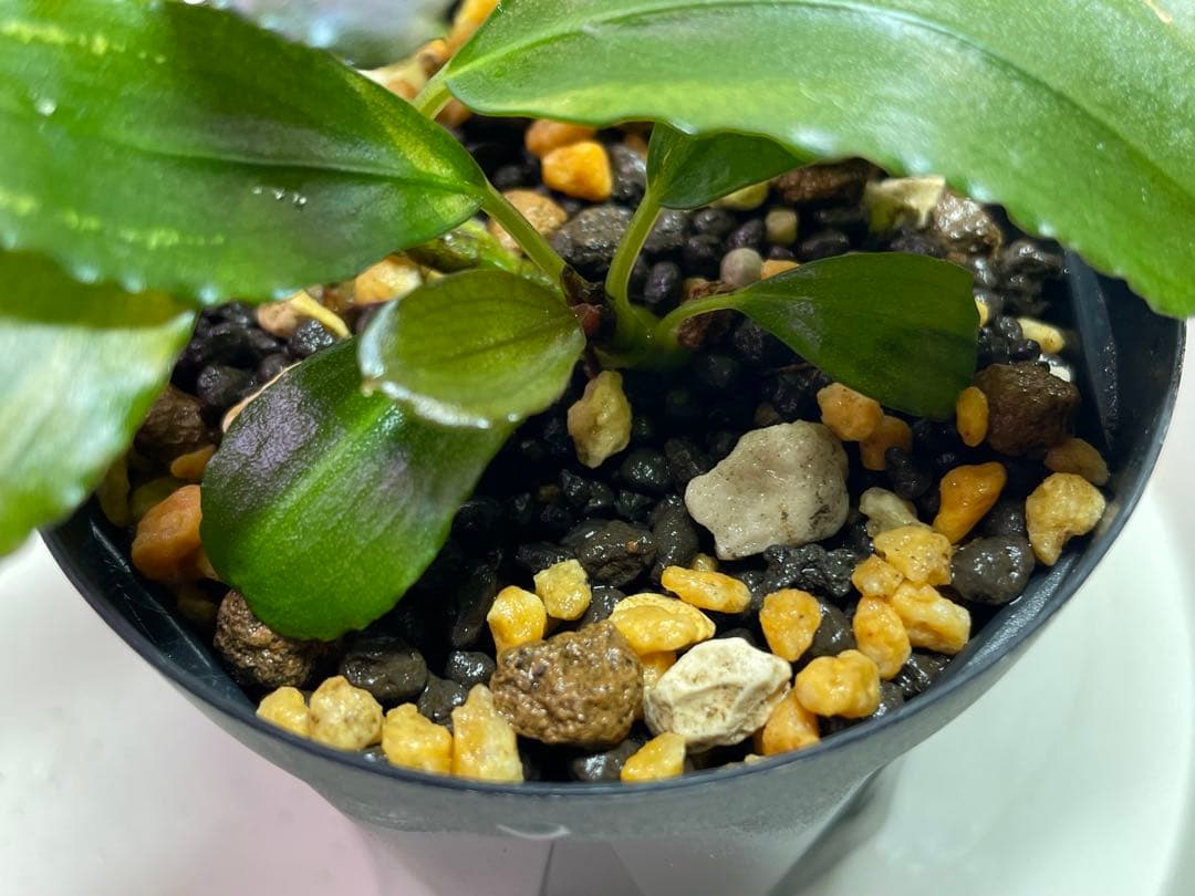 【TB便　2種セット】\"Balai Karangan\"& \"Posuk\"