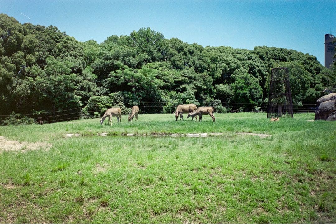 CONTAX T コンタックス フィルムカメラ 初代 動作品 作例あり