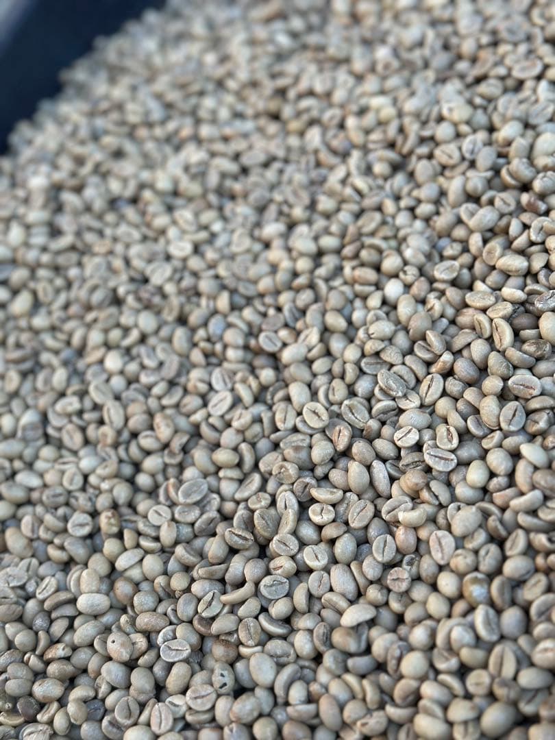 【コーヒー生豆】タンザニアAA10kg ※送料無料