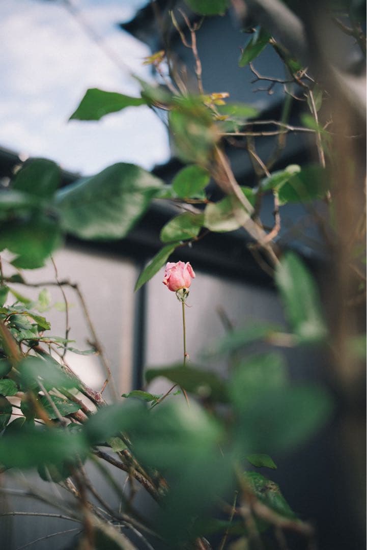 BRIGHTIN STAR AF 35mm F1.8 SONY Eマウント