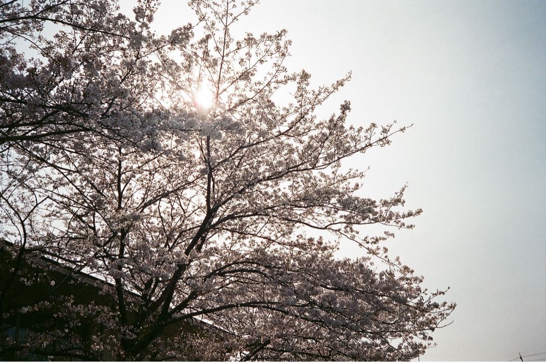 OLYMPUS μ（ミュー） PANORAMA フィルムカメラ