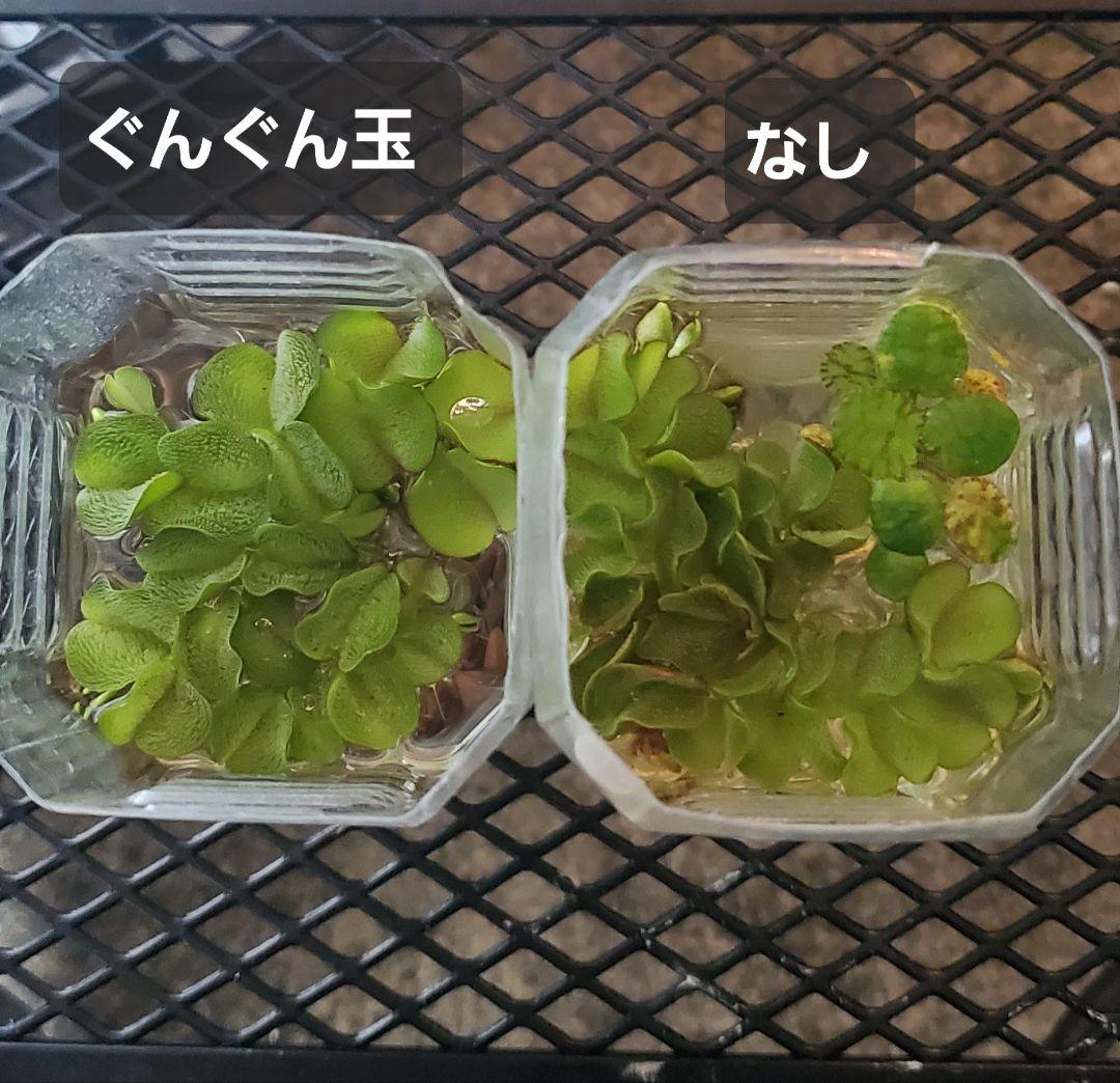 ぐんぐん玉 × ビーシュリンプ飼育用（磁性かんらん岩ボールメダカや金魚にも最適