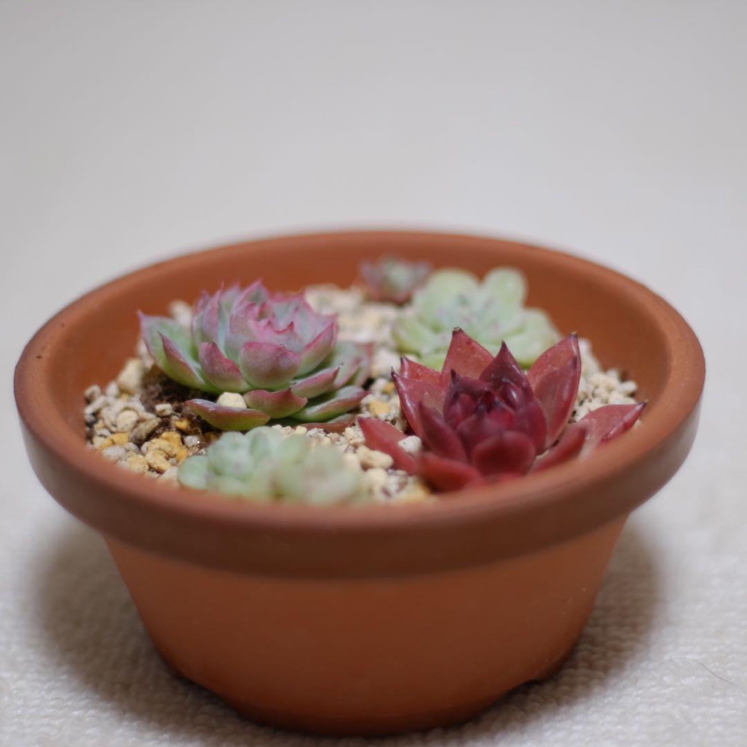 Nikkor-S.C 50mm f/1.4 AI改 単焦点レンズ、オールドレンズ