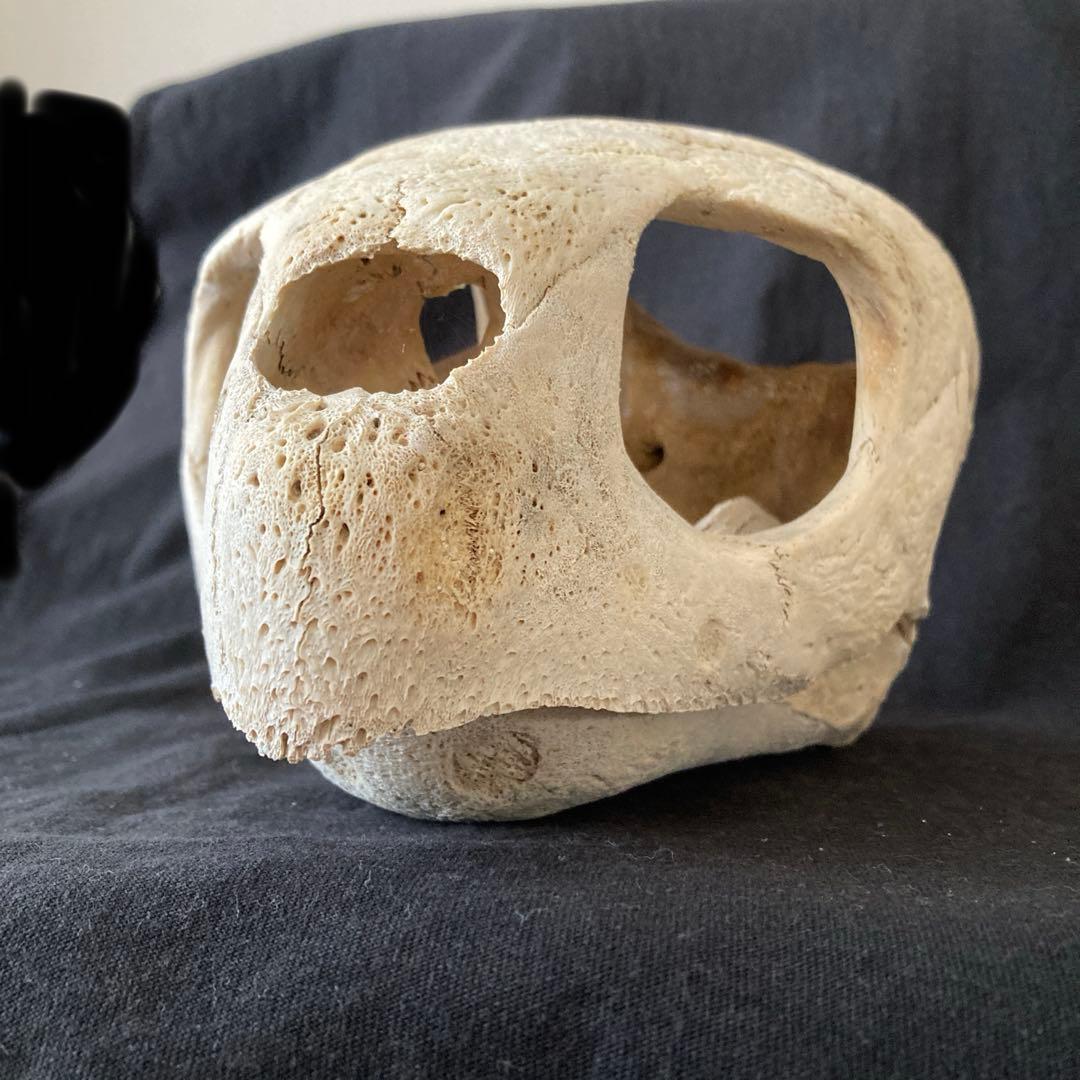 アカウミガメの頭骨、頸椎、クチバシ