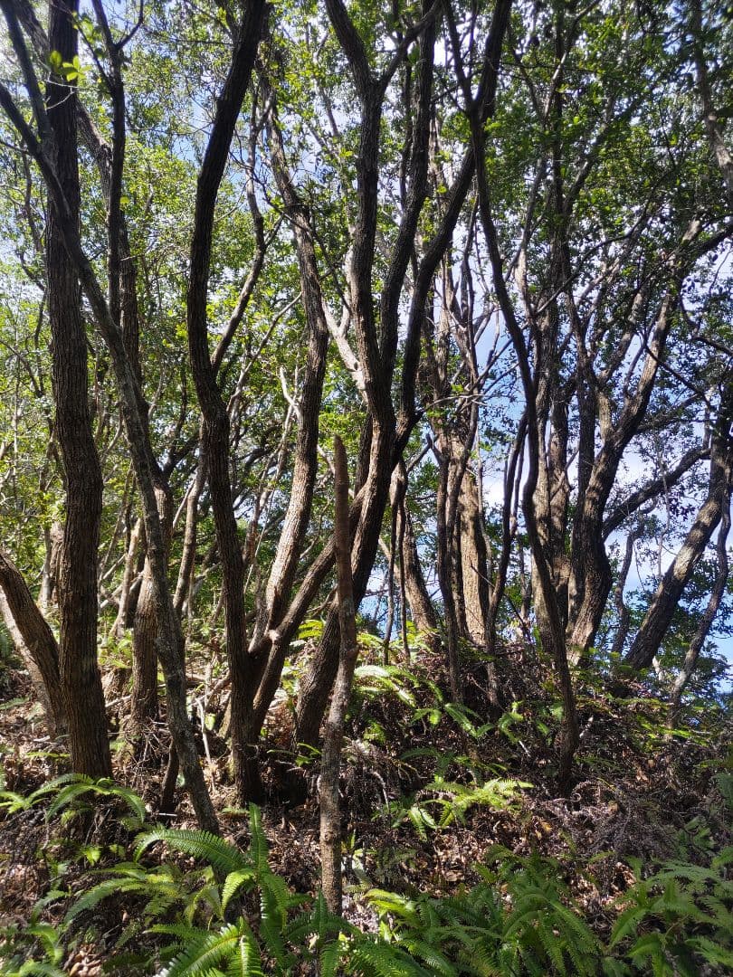 紀州備長炭 15kg 馬目　並