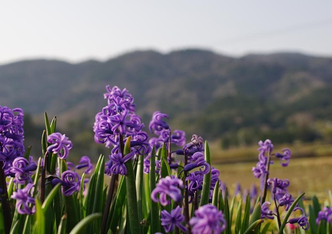 【試写確認済み】リコー XR RIKENON 28㎜ F2.8