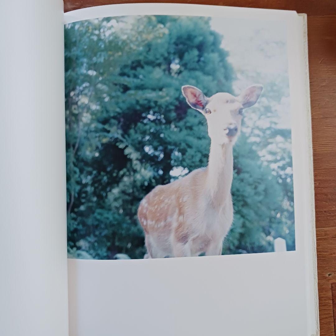 AILA 川内倫子サイン入り