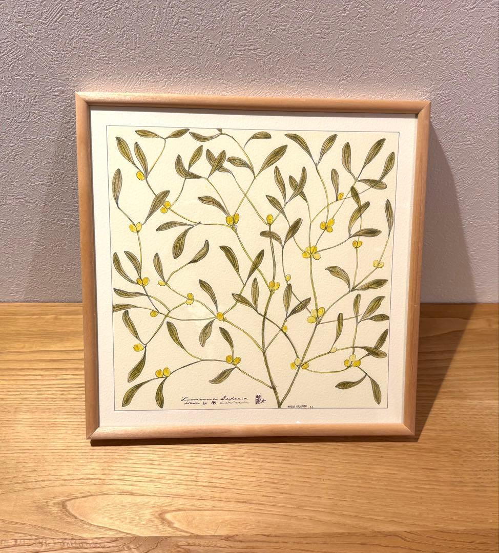 botanical ヤドリギ｜coricciコリッチ（IDEE イデー）