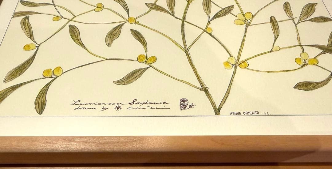 botanical ヤドリギ｜coricciコリッチ（IDEE イデー）