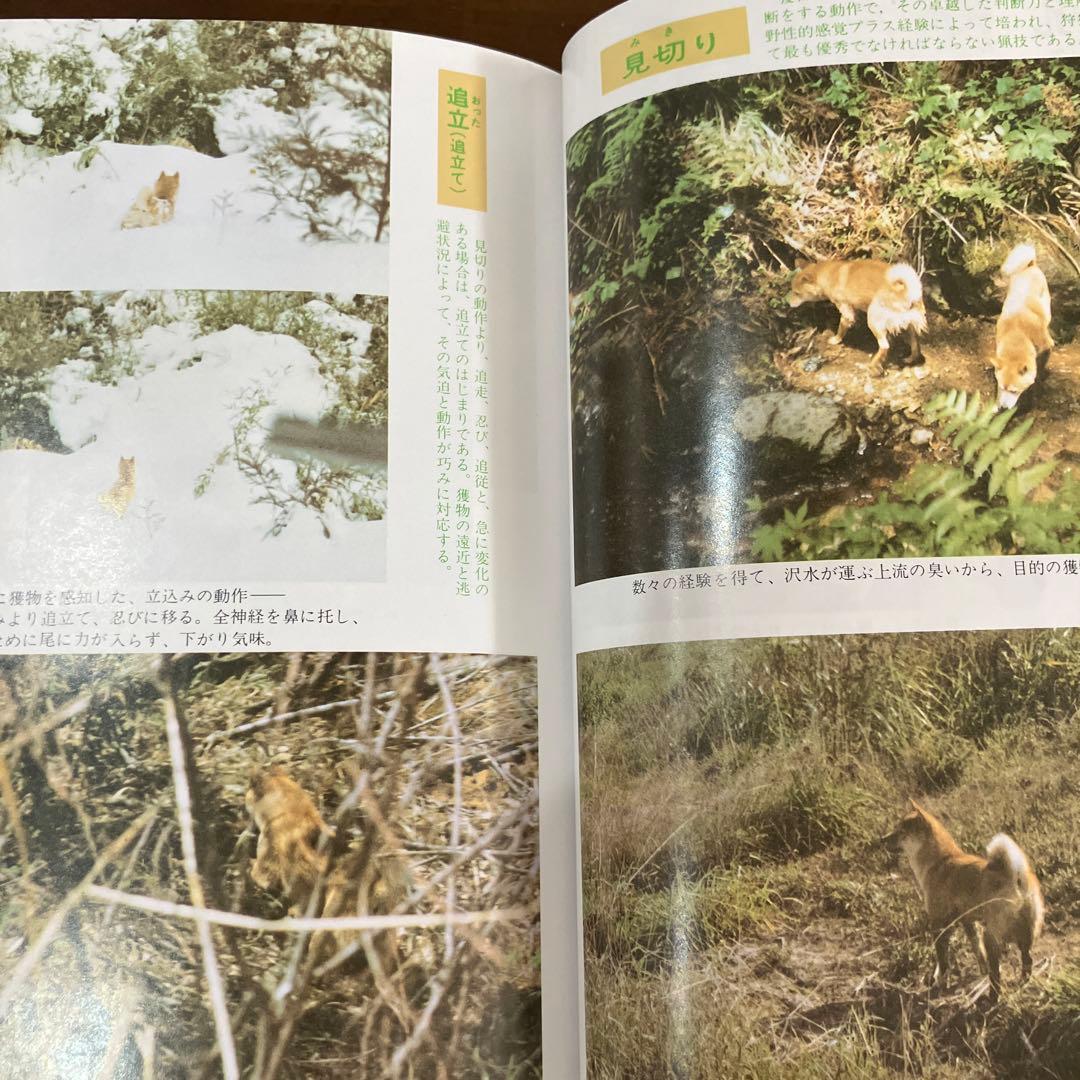 訓練法　初公開　柴犬のスパルタ教育　神崎長三郎著　（株）狩猟界社