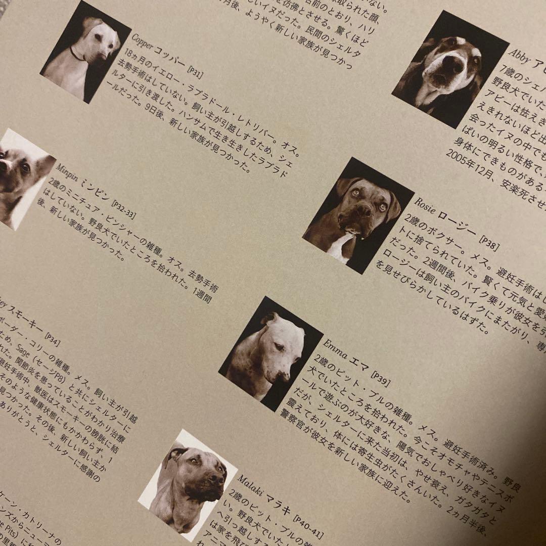 新品未読　シェルタードッグズ