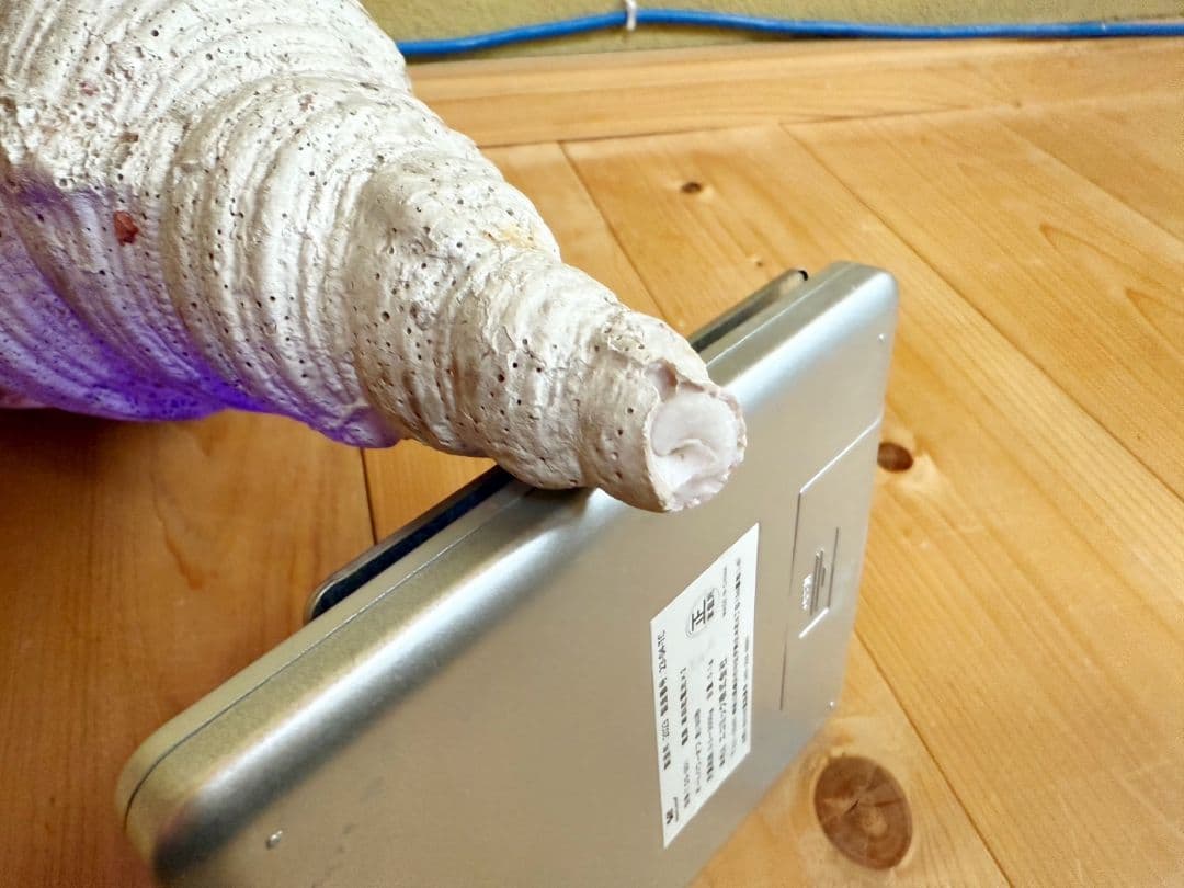 大型天然法螺貝 ほら貝 ホラガイ