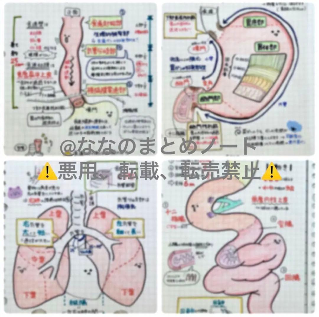 【A4サイズ】解剖生理+重要項目+頻出疾患まとめノート 3セット