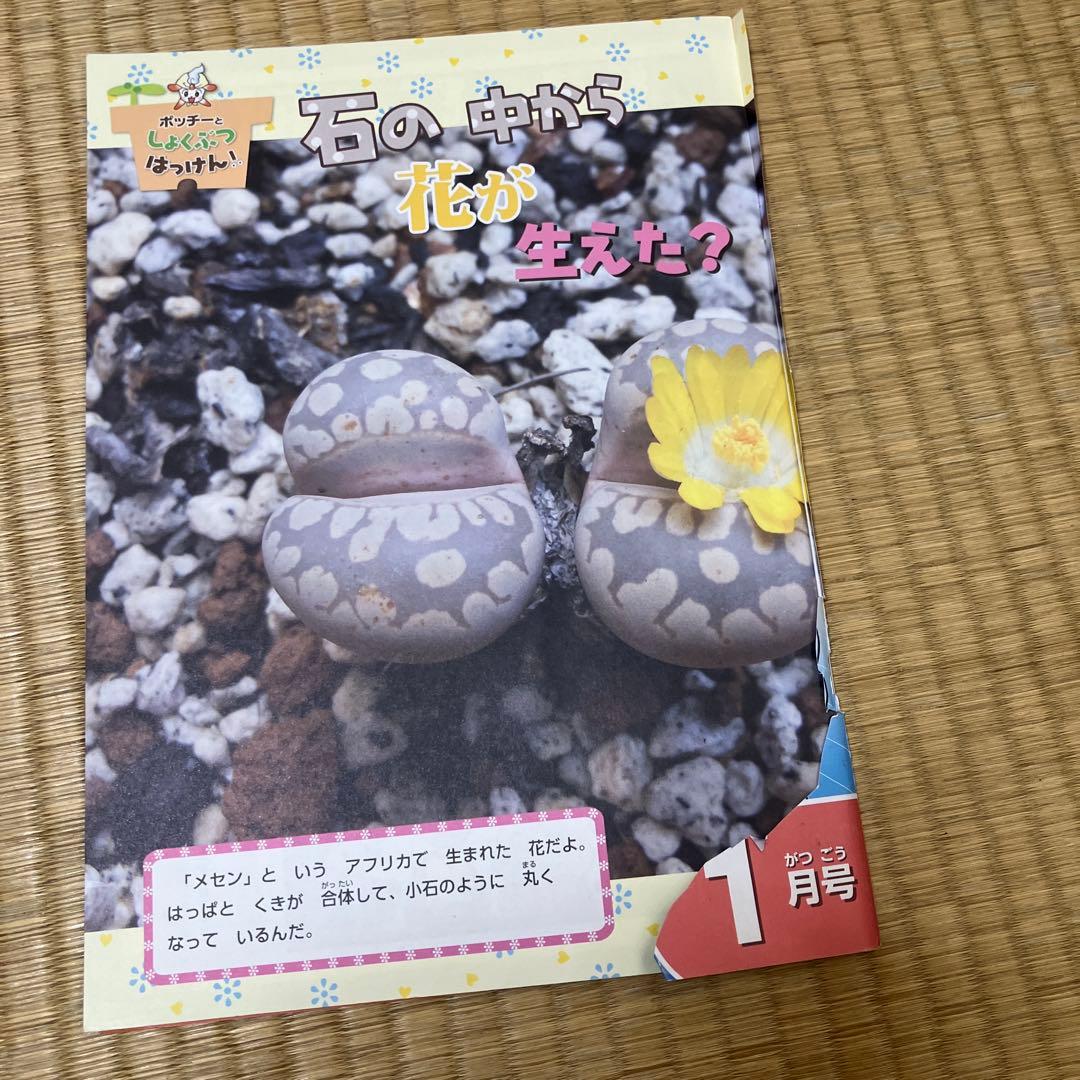 ブンブンどりむ　小2 ドキドキ基礎コース　フル