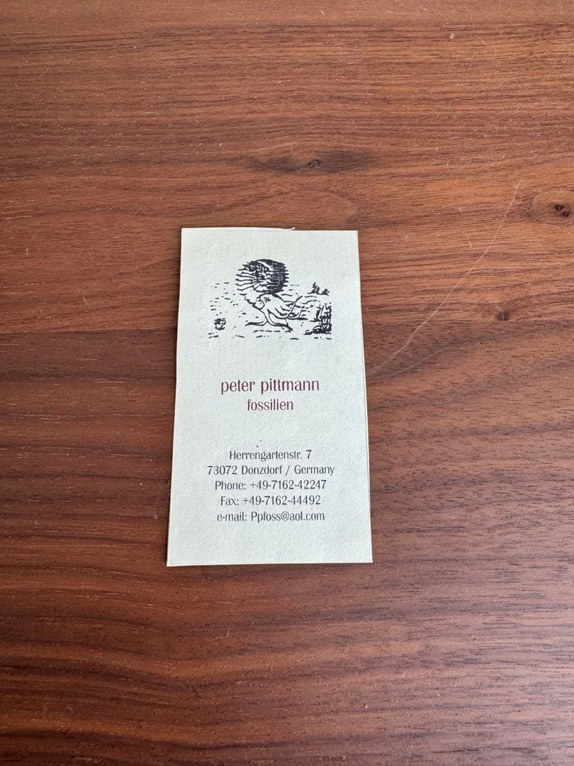 アンモナイト化石