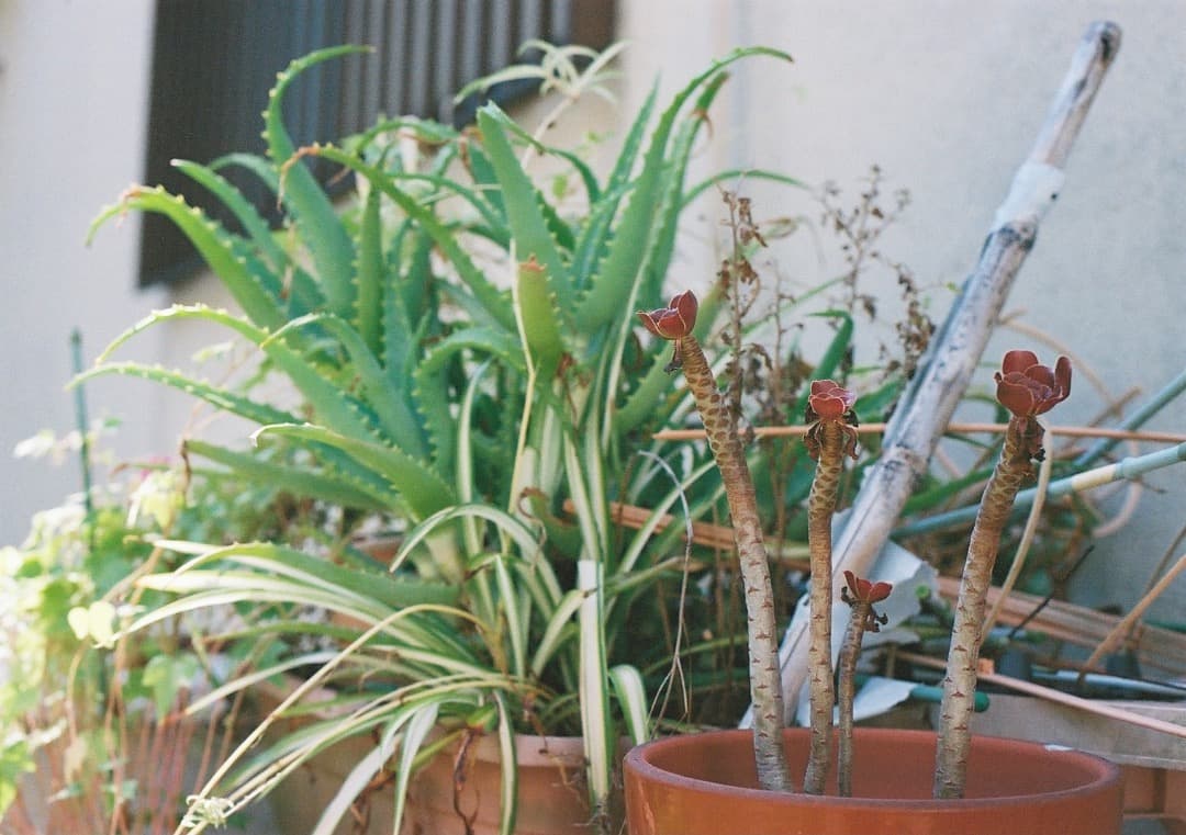 【動作品】キヤノン Canon F-1（前期）＋ NFD 50mm f1.4