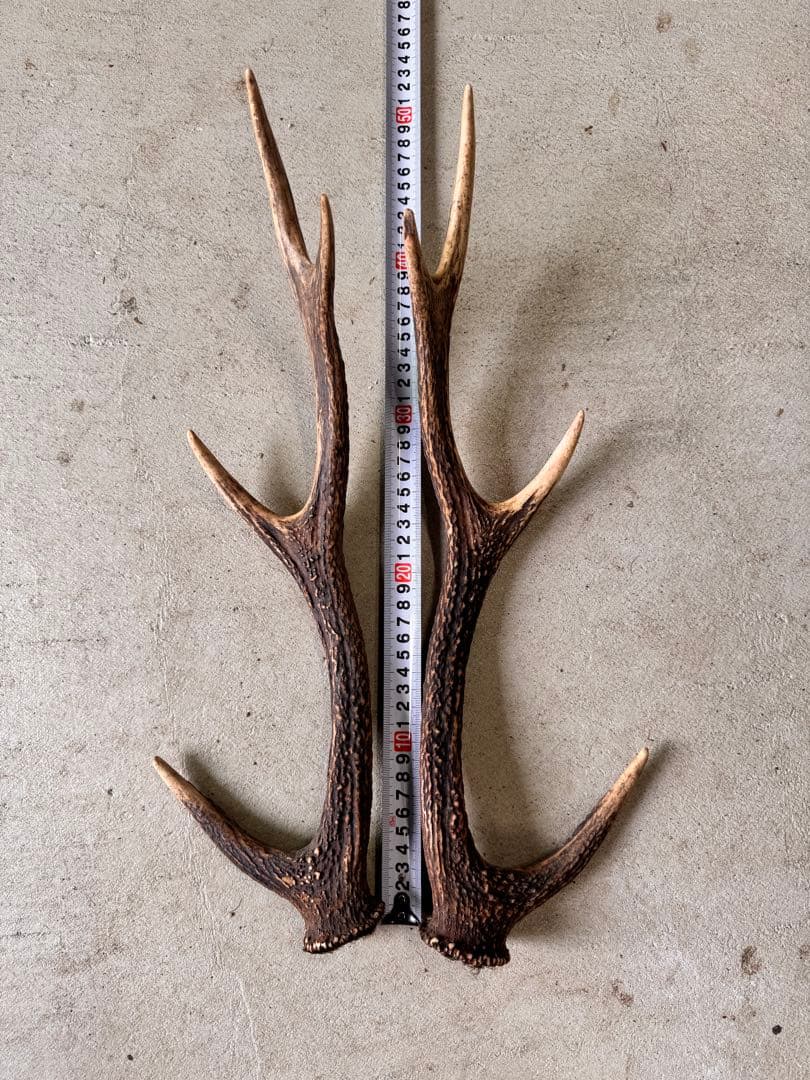天然の鹿の角 5対(10本)セット No.8